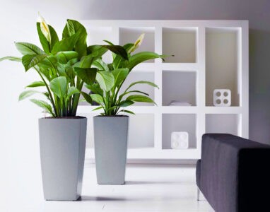 Квіти для прикраси кафе, ресторанів та офісів. Фото рослин, опис та догляд.