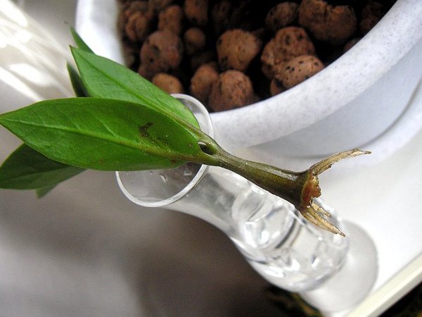 Квіти для прикраси кафе, ресторанів та офісів. Фото рослин, опис та догляд. 3 - Max Home  квіти для офісу