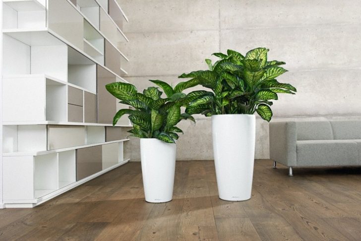 Квіти для прикраси кафе, ресторанів та офісів. Фото рослин, опис та догляд. 4 - Max Home  квіти для офісу