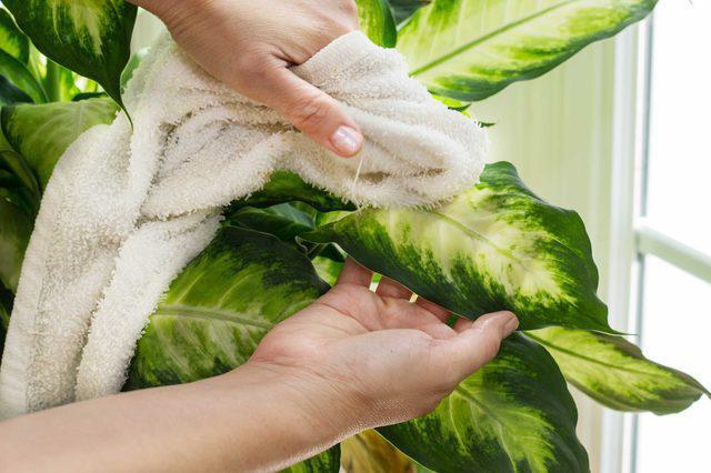 Квіти для прикраси кафе, ресторанів та офісів. Фото рослин, опис та догляд. 5 - Max Home  квіти для офісу