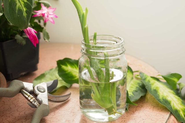 Квіти для прикраси кафе, ресторанів та офісів. Фото рослин, опис та догляд. 6 - Max Home  квіти для офісу