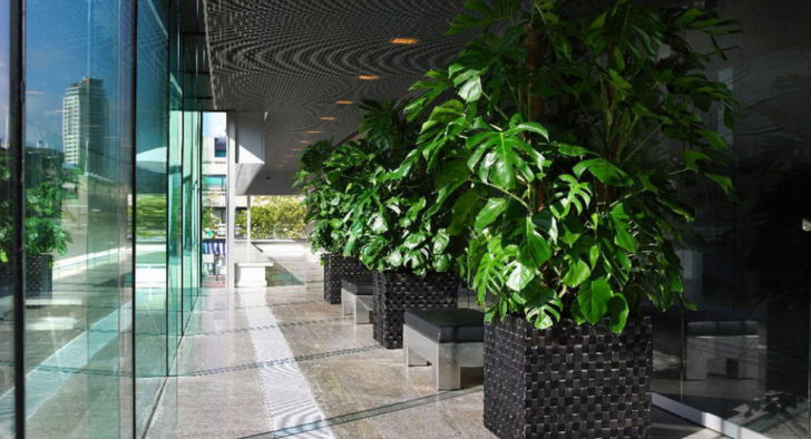 Квіти для прикраси кафе, ресторанів та офісів. Фото рослин, опис та догляд. 7 - Max Home  квіти для офісу