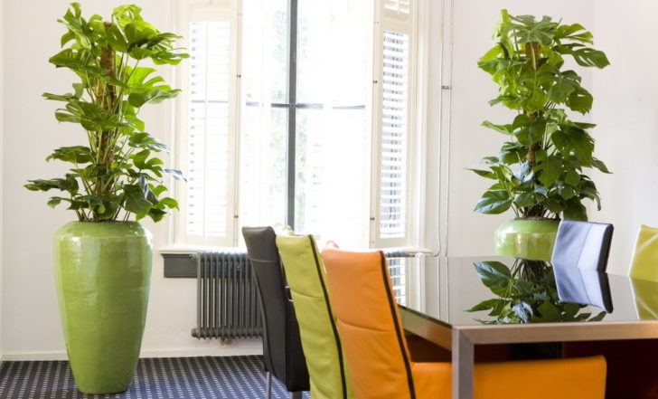 Квіти для прикраси кафе, ресторанів та офісів. Фото рослин, опис та догляд. 8 - Max Home  квіти для офісу