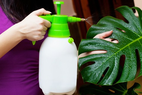 Квіти для прикраси кафе, ресторанів та офісів. Фото рослин, опис та догляд. 9 - Max Home  квіти для офісу