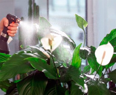 Квіти для прикраси кафе, ресторанів та офісів. Фото рослин, опис та догляд. 12 - Max Home  квіти для офісу