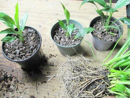 Квіти для прикраси кафе, ресторанів та офісів. Фото рослин, опис та догляд. 13 - Max Home  квіти для офісу