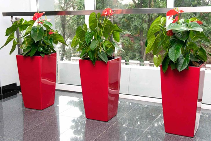 Квіти для прикраси кафе, ресторанів та офісів. Фото рослин, опис та догляд. 14 - Max Home  квіти для офісу