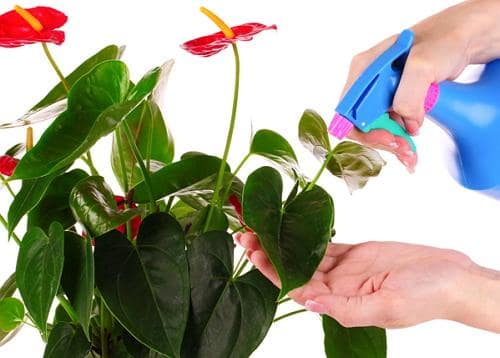 Квіти для прикраси кафе, ресторанів та офісів. Фото рослин, опис та догляд. 15 - Max Home  квіти для офісу