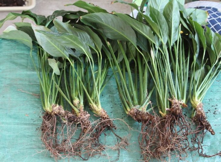 Квіти для прикраси кафе, ресторанів та офісів. Фото рослин, опис та догляд. 16 - Max Home  квіти для офісу