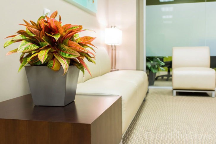 Квіти для прикраси кафе, ресторанів та офісів. Фото рослин, опис та догляд. 17 - Max Home  квіти для офісу