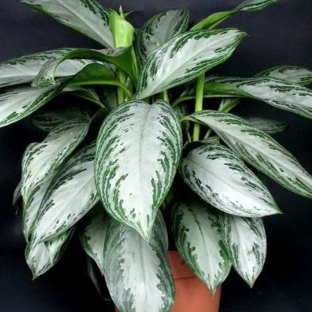 Квіти для прикраси кафе, ресторанів та офісів. Фото рослин, опис та догляд. 18 - Max Home  квіти для офісу