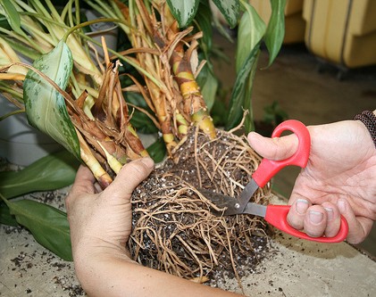 Квіти для прикраси кафе, ресторанів та офісів. Фото рослин, опис та догляд. 19 - Max Home  квіти для офісу