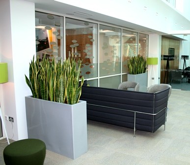 Квіти для прикраси кафе, ресторанів та офісів. Фото рослин, опис та догляд. 23 - Max Home  квіти для офісу