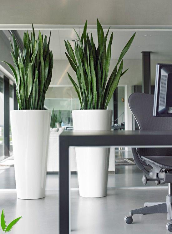 Квіти для прикраси кафе, ресторанів та офісів. Фото рослин, опис та догляд. 24 - Max Home  квіти для офісу