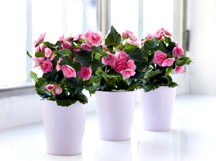 Квіти для прикраси кафе, ресторанів та офісів. Фото рослин, опис та догляд. 26 - Max Home  квіти для офісу