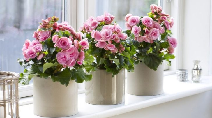 Квіти для прикраси кафе, ресторанів та офісів. Фото рослин, опис та догляд. 27 - Max Home  квіти для офісу