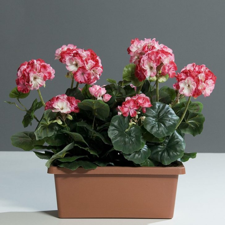 Квіти для прикраси кафе, ресторанів та офісів. Фото рослин, опис та догляд. 29 - Max Home  квіти для офісу