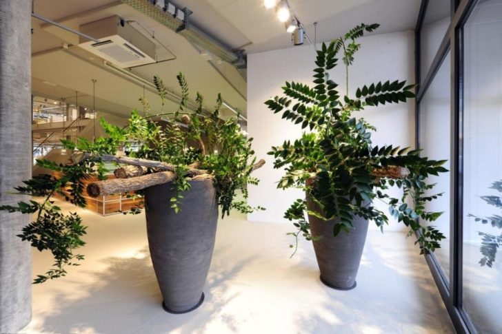 Квіти для прикраси кафе, ресторанів та офісів. Фото рослин, опис та догляд. 32 - Max Home  квіти для офісу